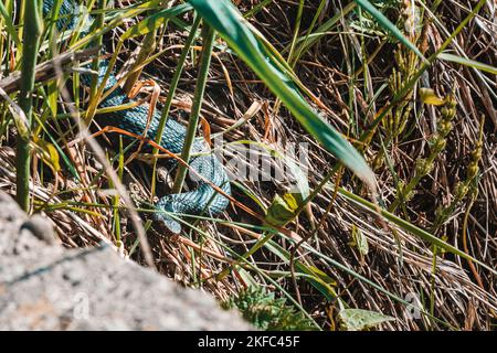 Carpathian viper hunts in disguise in the green grass. A poisonous black snake hides in the steppes of Ukraine. Dangerous reptiles close up 2021. Stock Photo