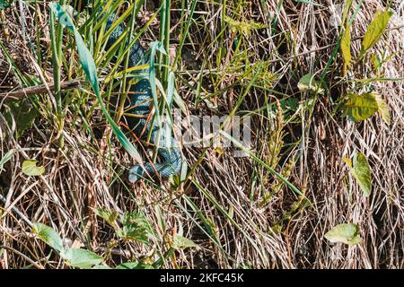 Carpathian viper hunts in disguise in the green grass. A poisonous black snake hides in the steppes of Ukraine 2021. Stock Photo