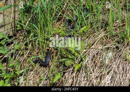 Carpathian viper hunts in disguise in the green grass. A poisonous black snake hides in the steppes of Ukraine 2021. Stock Photo