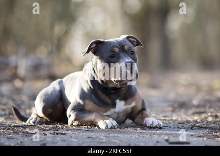 lying American Pit Bull Stock Photo