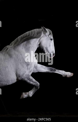 Andalusian Horse Stock Photo