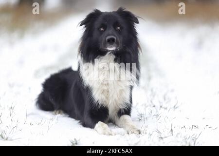 Border Collie in the snow Stock Photo