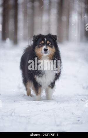 Miniature Australian Shepherd in winter Stock Photo