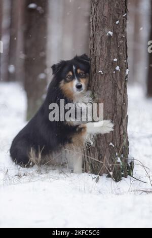 Miniature Australian Shepherd in winter Stock Photo