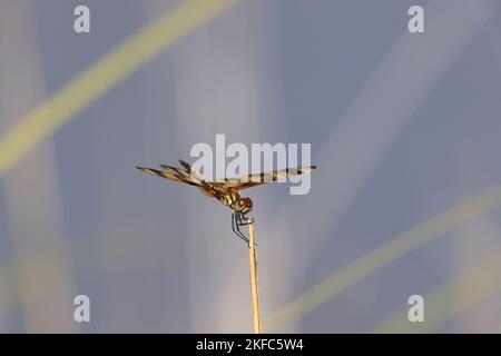 Halloween Pennant (Celithemis eponina) Bailey Tract (Sanibel Island) Florida USA Stock Photo