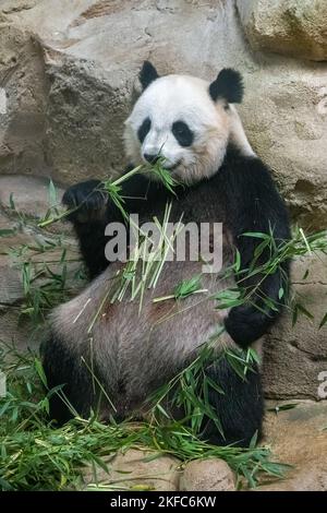 A giant panda eating bamboo, sitting on the rock, portrait Stock Photo