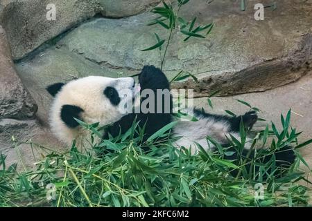 A giant panda, a cute baby panda eating bamboo, funny animal Stock Photo
