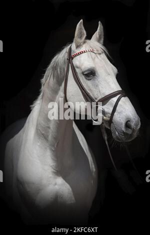 Hungarian Warmblood portrait Stock Photo