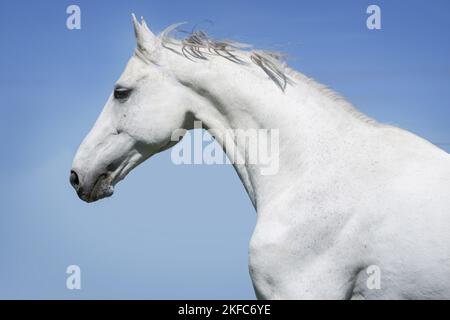 Hungarian Warmblood portrait Stock Photo