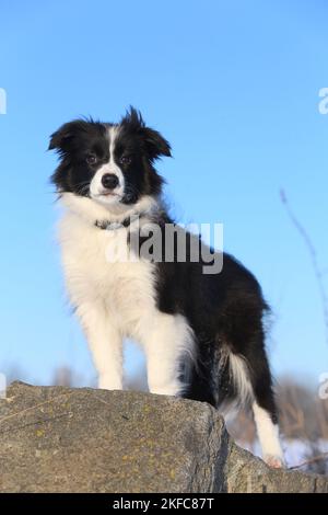 young Border Collie in the snow Stock Photo
