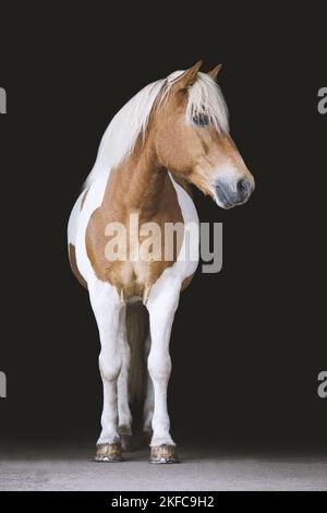 standing Icelandic Horse Stock Photo