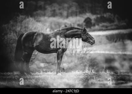 standing Knabstrup Horse Stock Photo