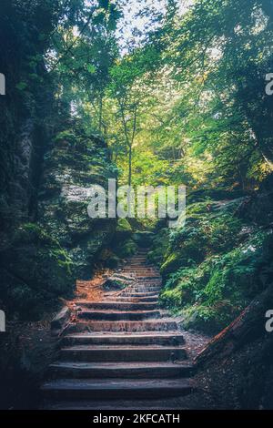 Stairs in the forest as a descent into the cave of the Kirnitzschtal forest landscape. Kirnitzschklamm on a small stream. The famous Schrammsteine i Stock Photo