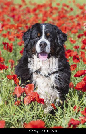 Bernese Mountain Dog portrait Stock Photo