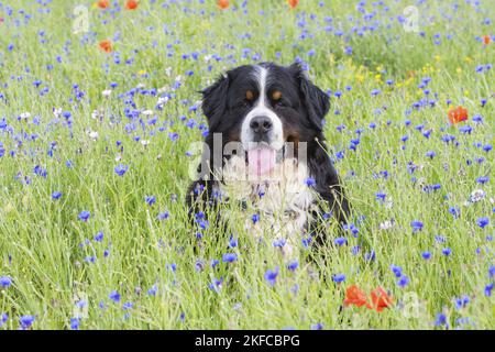 Bernese Mountain Dog portrait Stock Photo