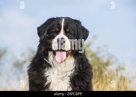 Bernese Mountain Dog portrait Stock Photo