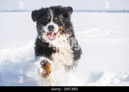 Bernese mountain dog runs through the snow Stock Photo