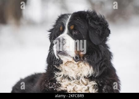 Bernese mountain dog portrait Stock Photo