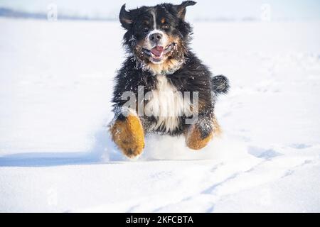 Bernese mountain dog runs through the snow Stock Photo