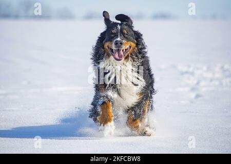 Bernese mountain dog runs through the snow Stock Photo