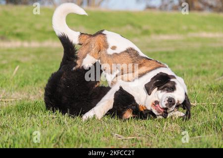 Saint Bernard Stock Photo