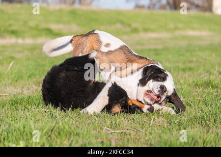 Saint Bernard Stock Photo