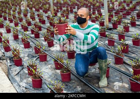 Hispanic farmer wearing a protective mask during a pandemic inspects an ornamental shrub on which young shoots have grown. Stock Photo