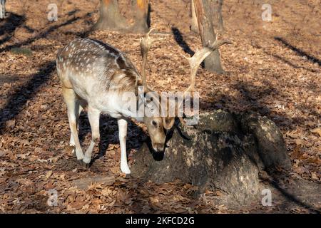 The fallow deer (Dama dama) .This deer is native species to Europe.Fallow deer  has a great variability of color from very dark to white Stock Photo