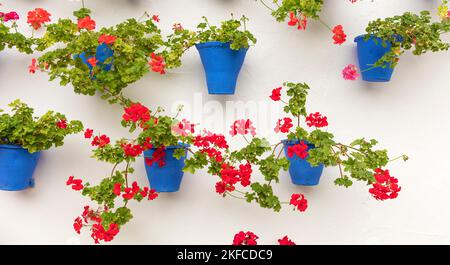Geraniums in blue flower pots on a wall in Granada, Andalucia, Spain Stock Photo