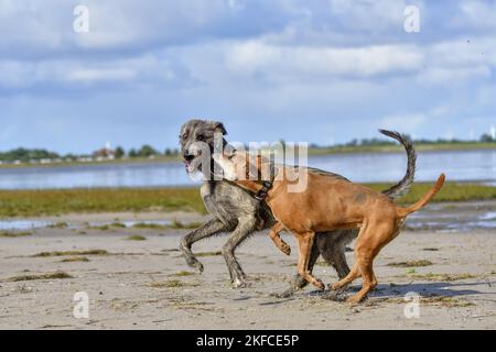 American-Pit-Bull-Terrier-Rhodesian-Ridgeback-Mongrel with Irish Wolfhound Stock Photo