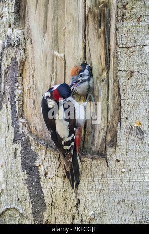 young great spotted woodpecker is fed