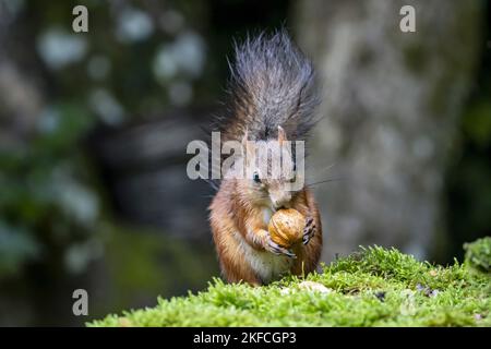 Eurasian red squirrel Stock Photo