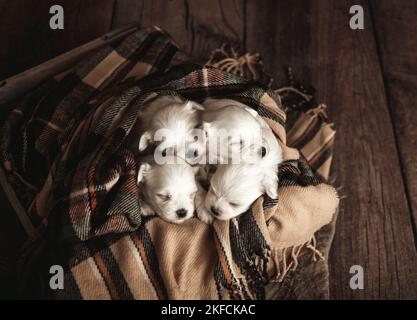 Adorable Puppies Cuddling Stock Photo