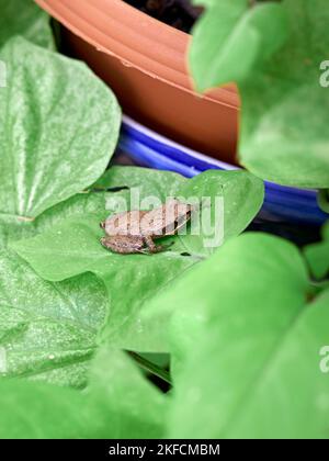 Southern brown tree frog (Litoria ewingii), also known as the brown tree frog, whistling tree frog, or Ewing's tree frog on a green plant leaf. Stock Photo