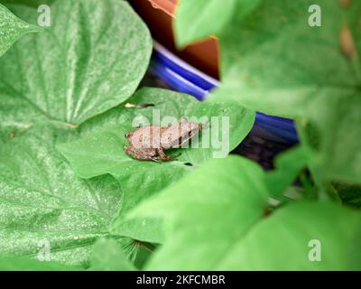 Southern brown tree frog (Litoria ewingii), also known as the brown tree frog, whistling tree frog, or Ewing's tree frog on a green plant leaf. Stock Photo