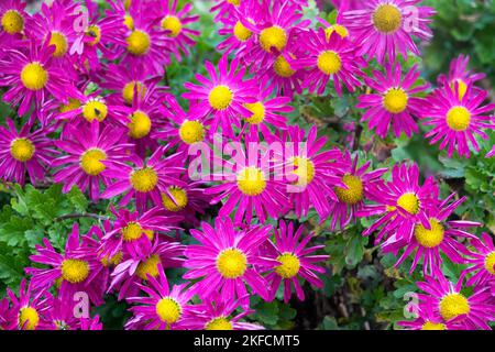 Garden, Chrysanthemums, Pink, Purple, Crimson, Yellow center, Chrysanthemum x rubellum 'Mrs Jessie Cooper' Stock Photo