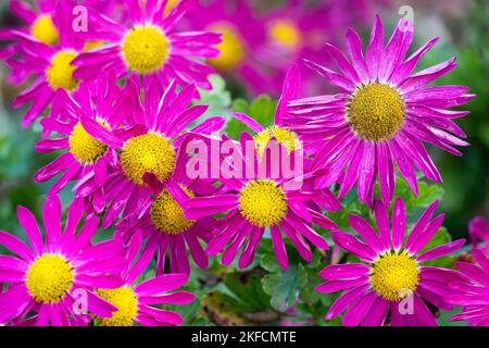 Purple, Yellow centre, Chrysanthemums, Long-lived, Mums, Flowers, Chrysanthemum 'Mrs Jessie Cooper' Stock Photo