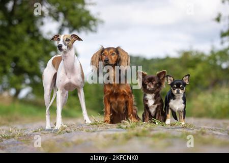 Whippet, Dachshund and Chihuahuas Stock Photo