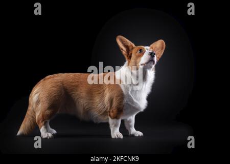 standing Welsh Corgi Cardigan Stock Photo