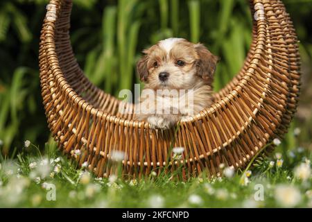 Havanese Puppy in a basket Stock Photo