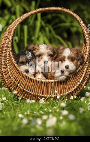 Greenfield best sale havanese puppies