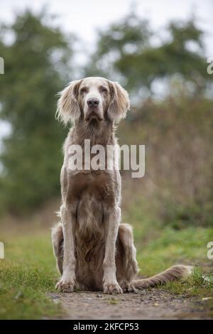 sitting Longhair Weimaraner Stock Photo