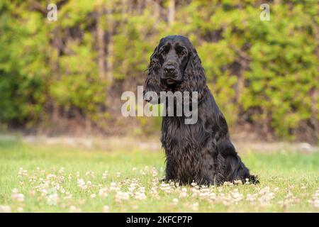 sitting English Cocker Spaniel Stock Photo