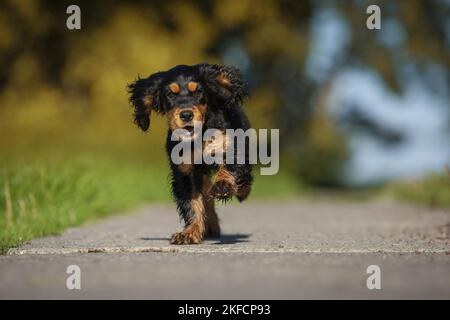 running English Cocker Spaniel Stock Photo