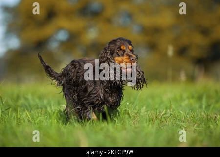 running English Cocker Spaniel Stock Photo