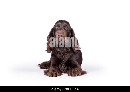 lying English Cocker Spaniel Stock Photo