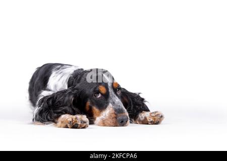 lying English Cocker Spaniel Stock Photo
