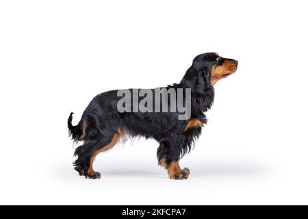 standing English Cocker Spaniel Stock Photo