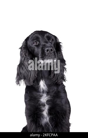 English Cocker Spaniel Portrait Stock Photo
