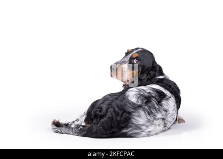lying English Cocker Spaniel Stock Photo